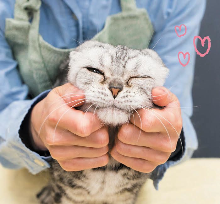 2017年8月号「ねこのきもち」