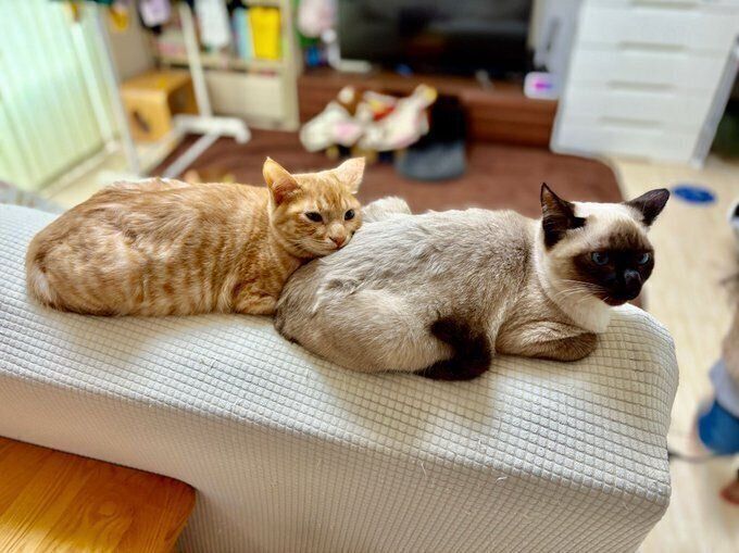 2匹とも後ろ足の指が両足5本あり、「幸運をもたらす」とされる多足猫なのだとか