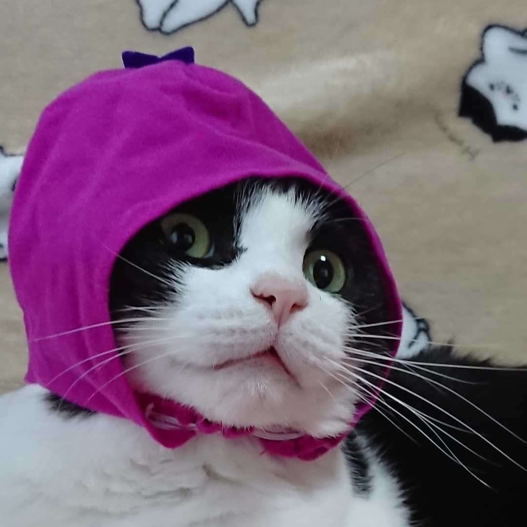 ナスのかぶりものをする猫、リキくん