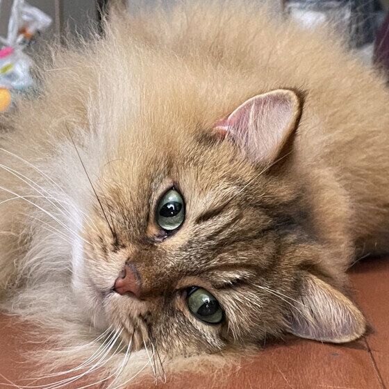 ペルシャのかかおくん♪