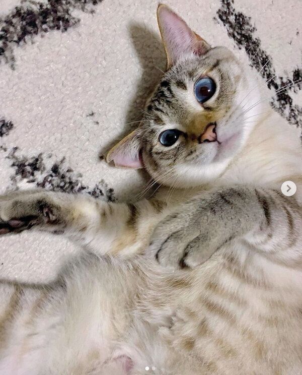 ゴロゴロするラメちゃん