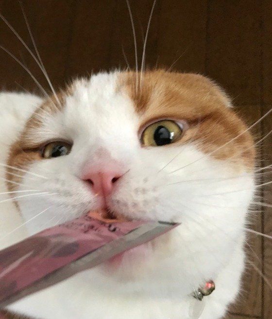 おやつを食べるスコティッシュフォールド