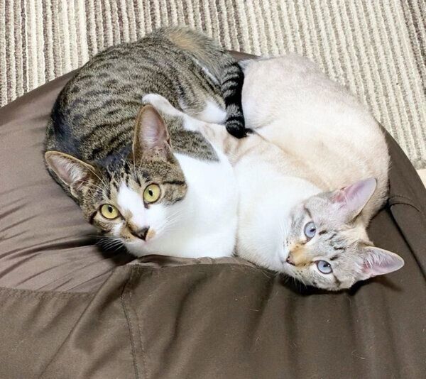 仲良くまったりするごんぞうくんとにぼしちゃん