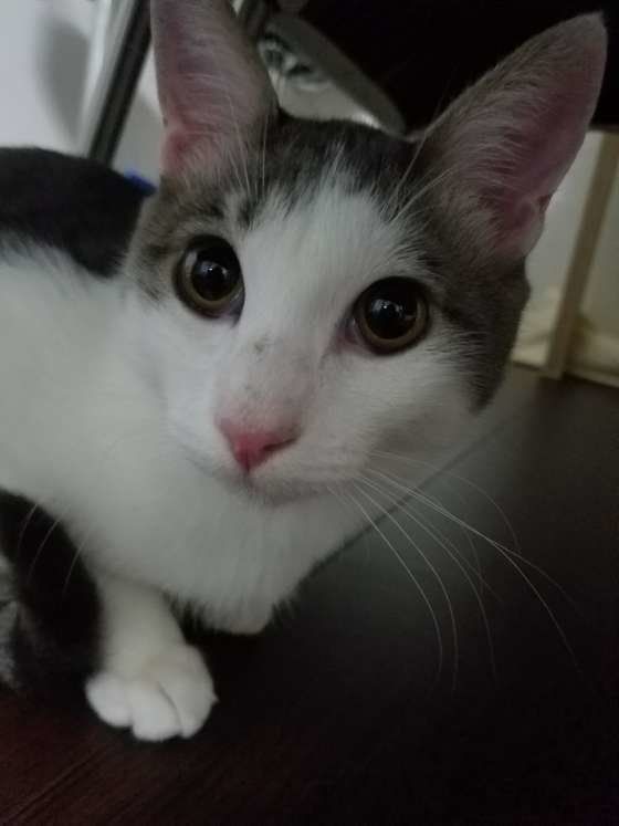 顔を近づける猫