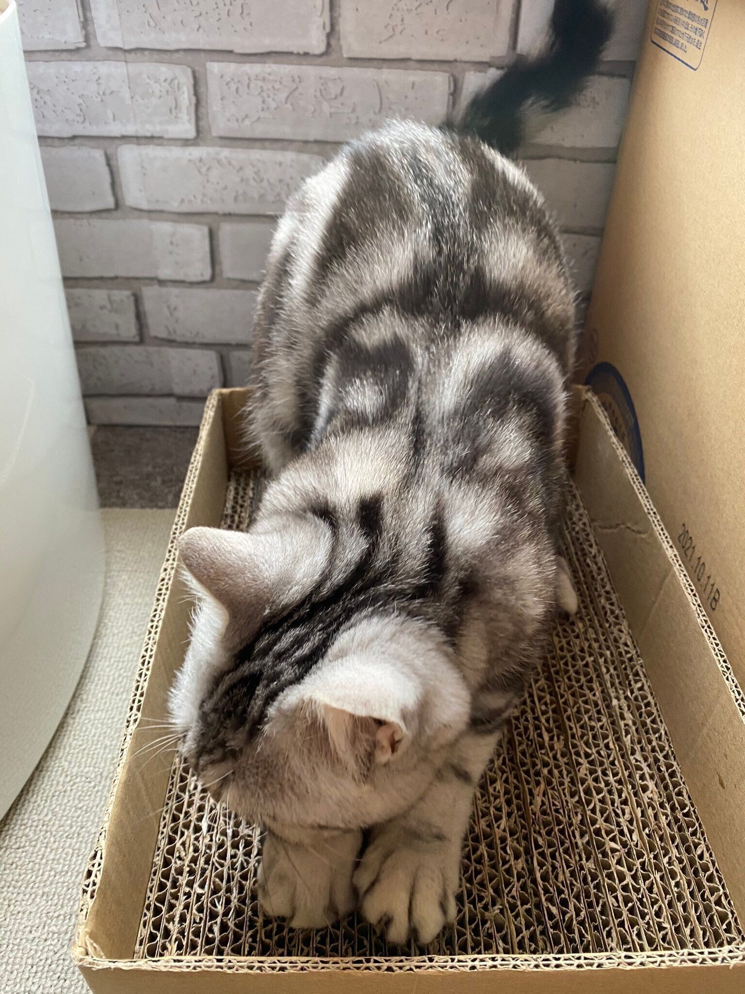 マンチカンのロシェちゃん