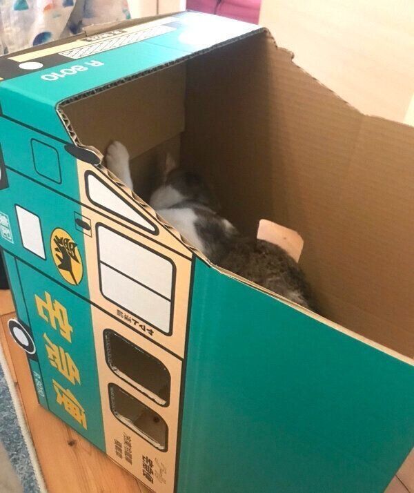 完成途中のダンボールトラックに乗るつみれちゃん