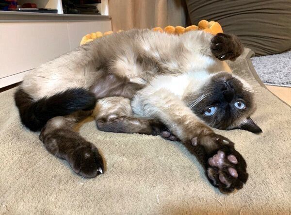 ヘソ天するアルくん