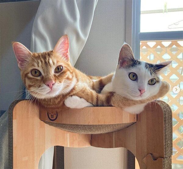 猫団子になる猫