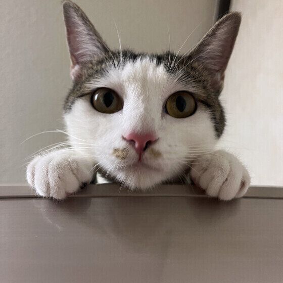 MIXサバトラのキーキちゃん