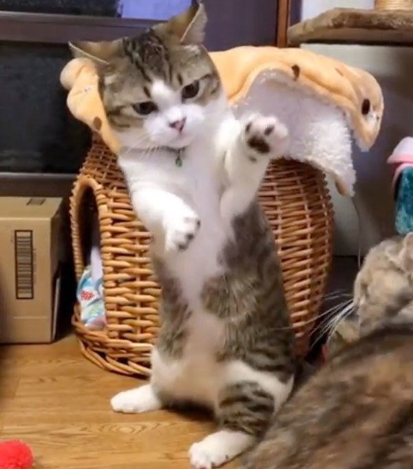 遊ぶマンチカン