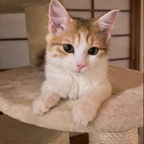 サイベリアンのちろちゃん