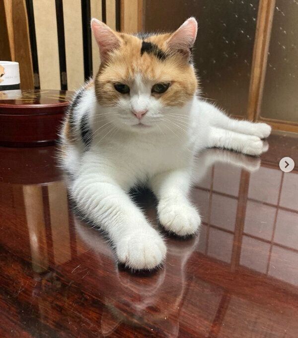 テーブルの上に乗るミケちゃん