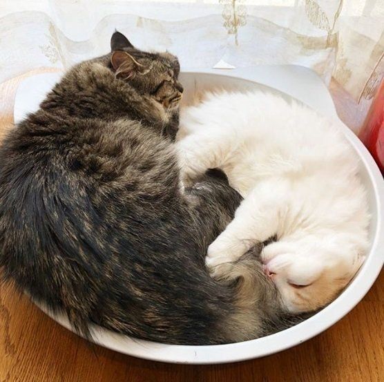 ひんやり猫鍋で寝る猫たち