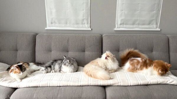 まったりする猫たち