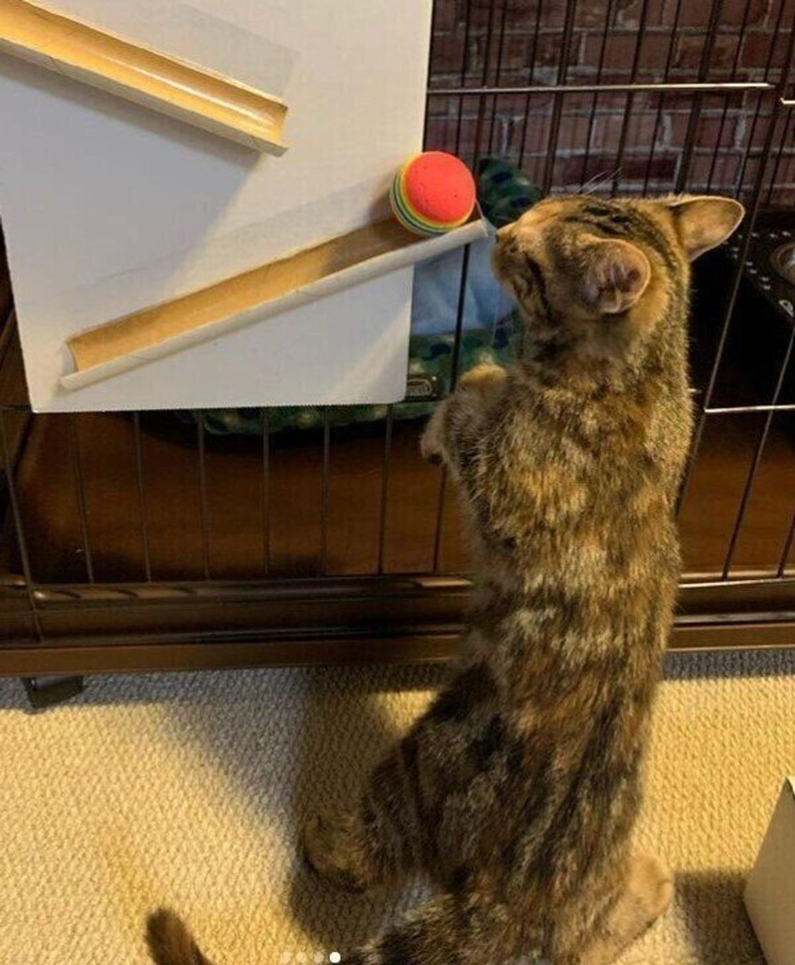 身近な材料だから手軽に作れる 飼い主さんお手製 猫用おもちゃ ねこのきもちweb Magazine 身近な材料だから手軽に作れる 飼い主さんお手製 猫用おもちゃ ねこのきもちweb Magazine