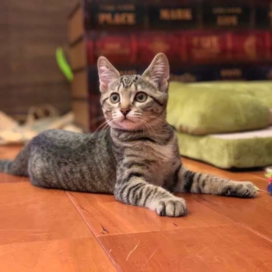 モナちゃん　MIX　茶トラ