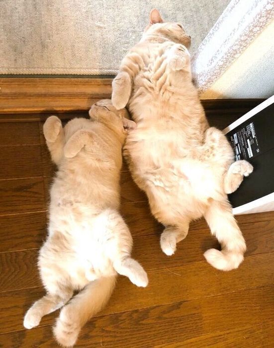 ヘソ天するぽてとくんとみかんちゃん