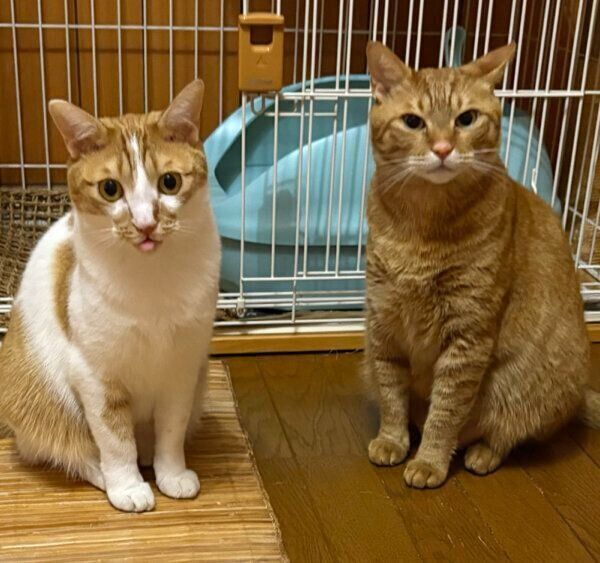 2匹並んで見つめるじんくん、れおくん