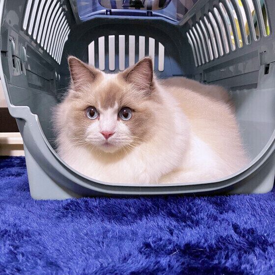 ラグドールのめるもくん♪