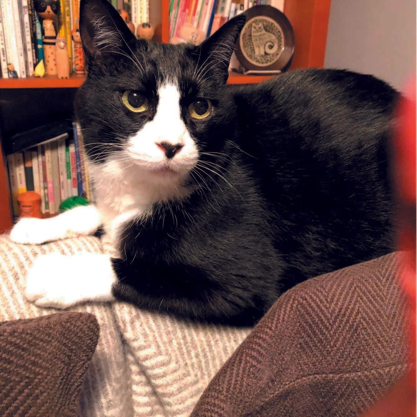 画像／ねこのきもち2019年10月号『猫の病気、そこが知りたい！』