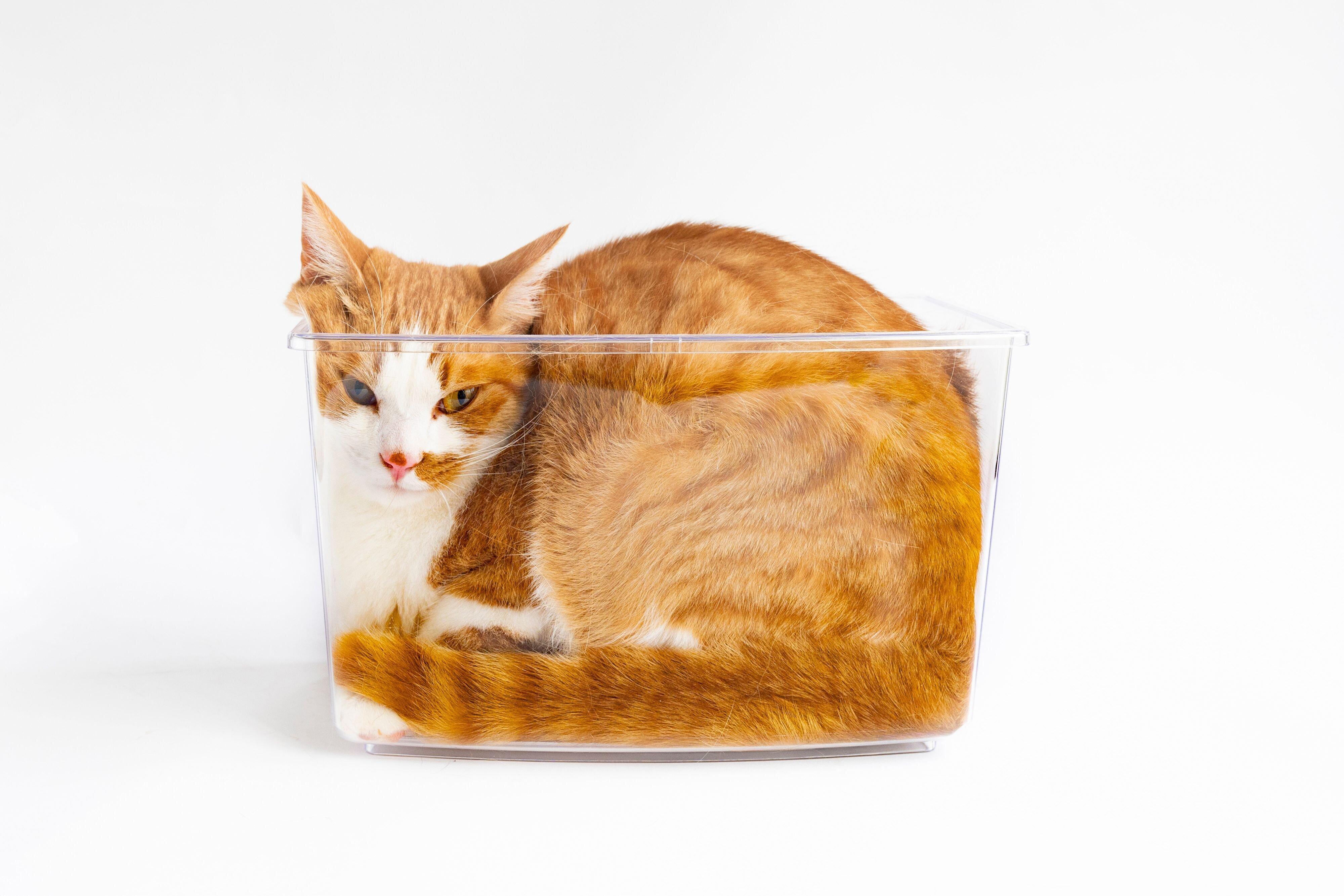 撮影／中川文作