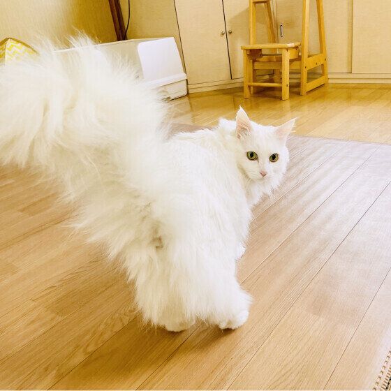 ふさふさのしっぽをピーン！メインクーンのマリーちゃん