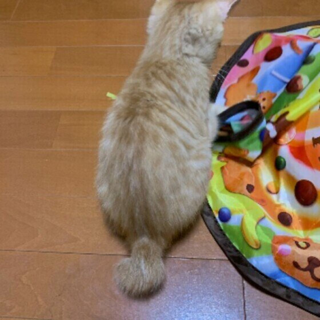 猫のしっぽの役割はズバリ3つ 可愛い しっぽ の不思議な魅力 ねこのきもちweb Magazine 猫のしっぽの役割はズバリ3つ 可愛い しっぽ の不思議な魅力 ねこのきもちweb Magazine