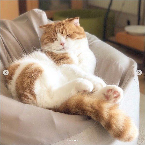 人をダメにするソファでダメになるスコティッシュフォールド