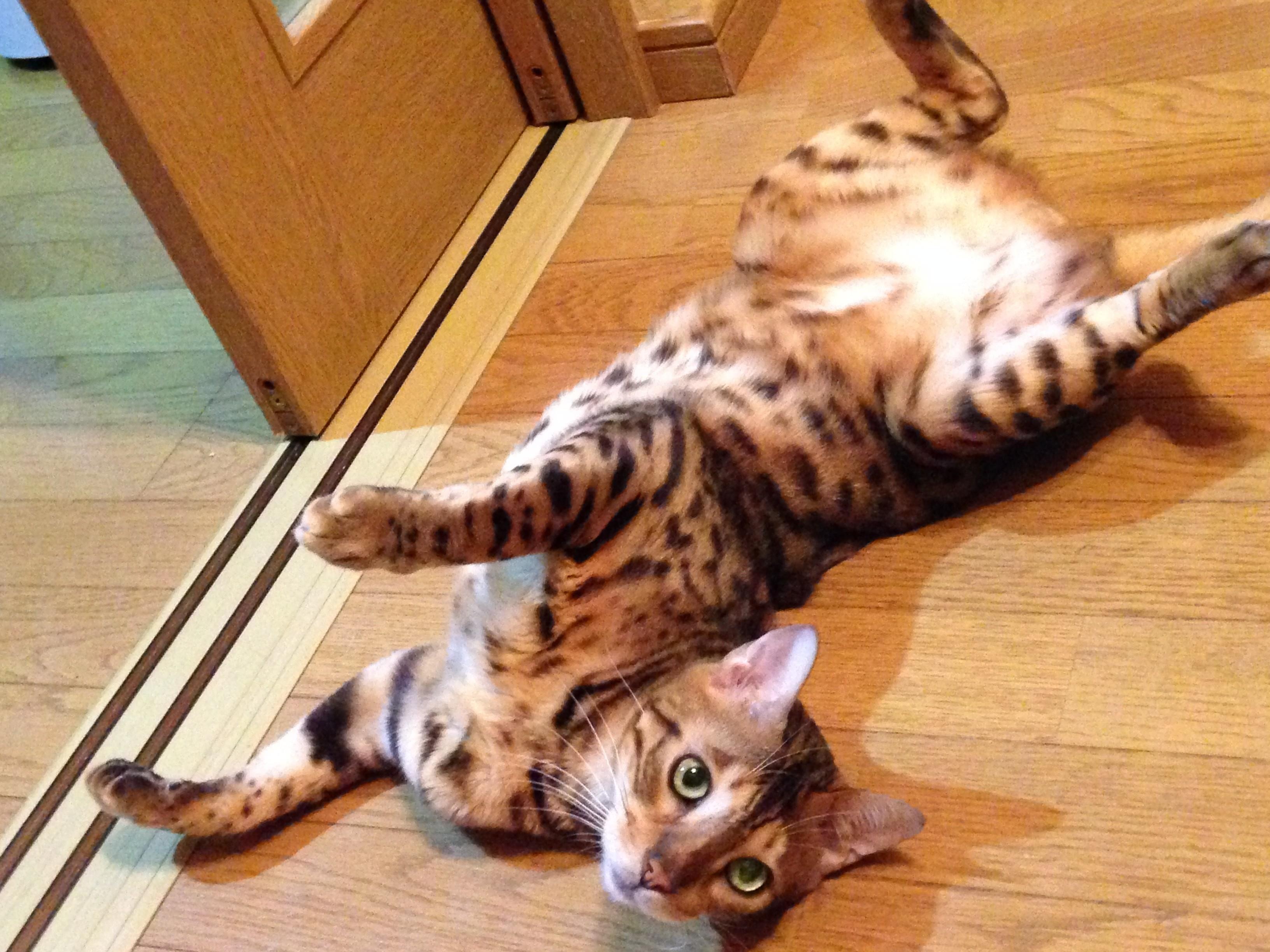 ベンガルの特徴と性格 飼い方 価格相場など 猫図鑑 ねこのきもちweb Magazine