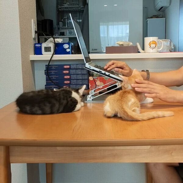 テーブルの上でくつろぐこむぎくん、やまとくん