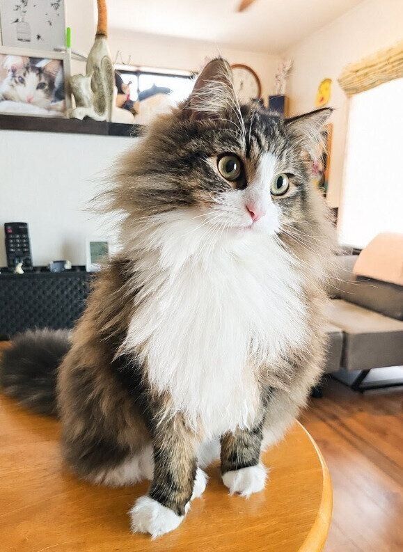 1才のノルウェージャンフォレストキャット