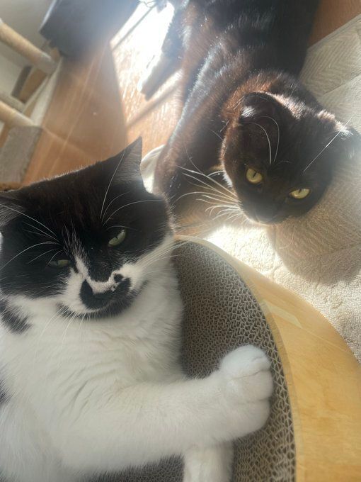 くつろいでいる2匹の猫