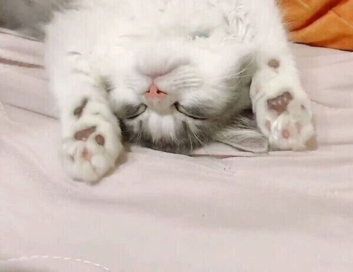 寝起きでぼんやりの猫 飼い主に ごはん と言われて見せた超絶可愛い反応 ねこのきもちweb Magazine 寝起きでぼんやりの猫 飼い主に ごはん と言われて見せた超絶可愛い反応 ねこのきもちweb Magazine