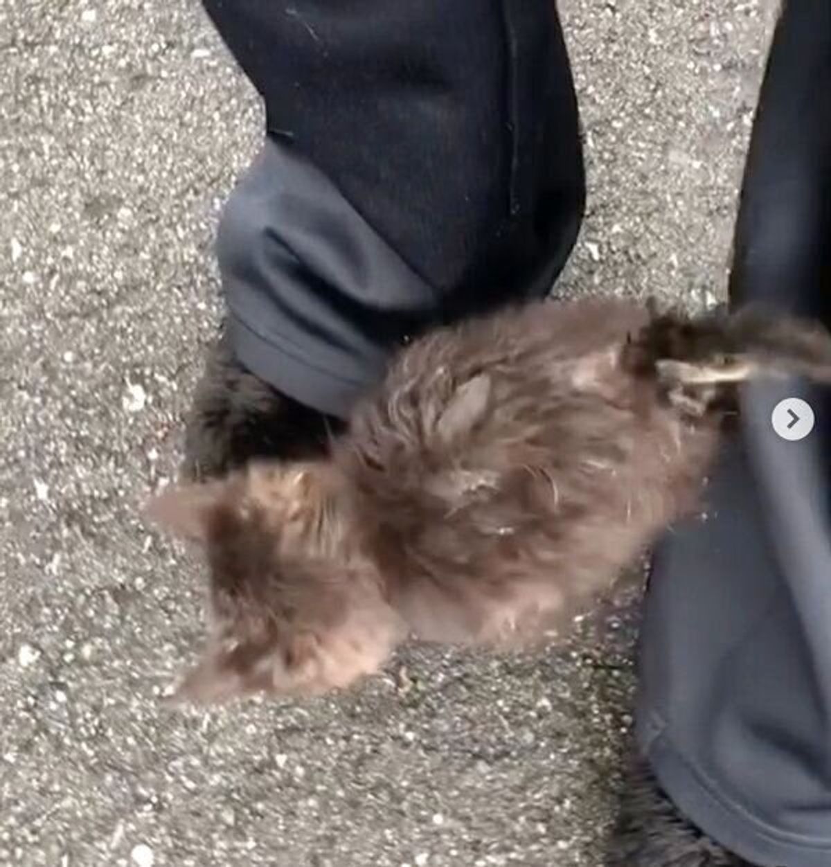 道端にボロボロの状態でいた子猫 両目失明の可能性も 奇跡的な回復を見せ 新たな猫生を歩む現在の姿 ねこのきもちweb Magazine 道端にボロボロの状態でいた子猫 両目失明の可能性も 奇跡的な回復を見せ 新たな猫生を歩む現在の姿 ねこのきもちweb Magazine