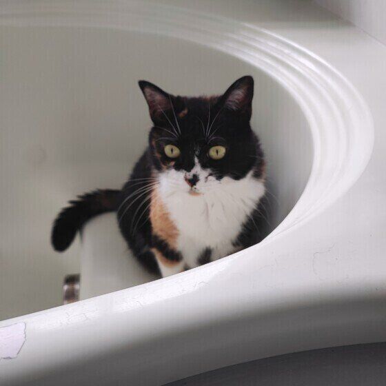 MIXミケのミーちゃん