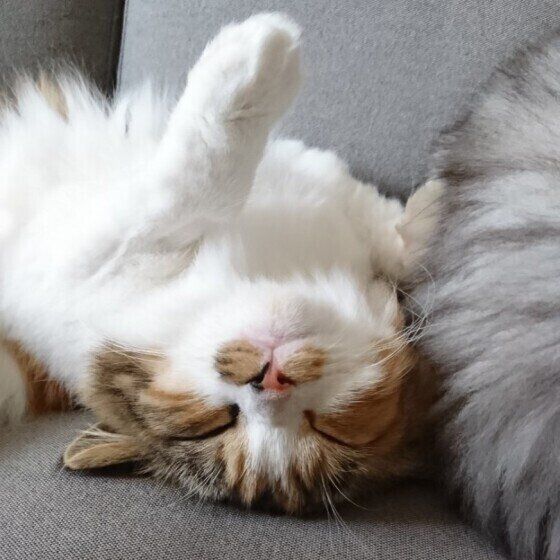 寝転ぶスコティッシュフォールド・ロングヘア