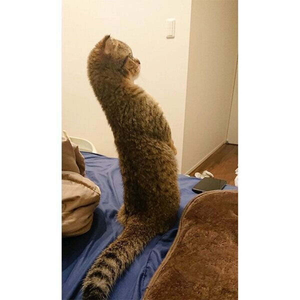 クセがスゴい 独特すぎる姿勢で立つ猫 に思わずツッコミたくなる ねこのきもちweb Magazine クセがスゴい 独特すぎる姿勢で立つ猫 に思わずツッコミたくなる ねこのきもちweb Magazine