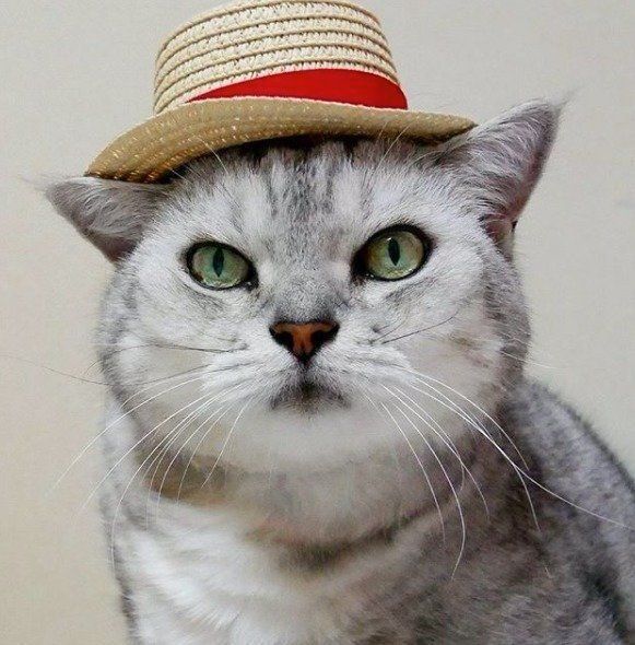 麦わら帽子をかぶったルビーちゃん