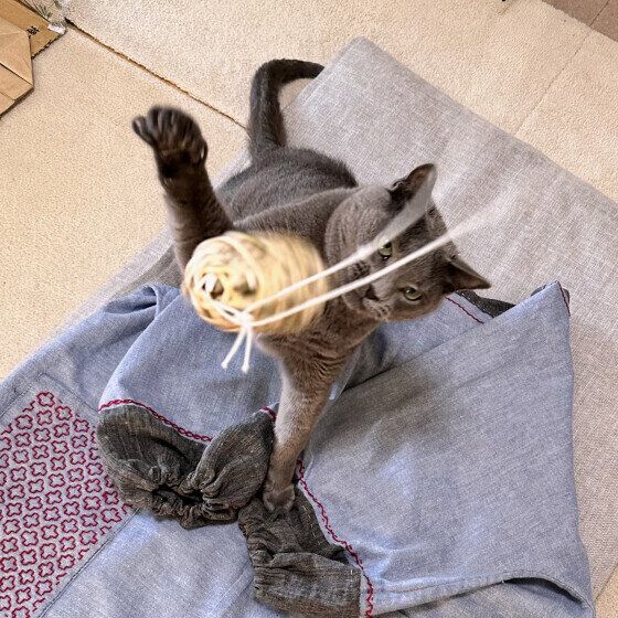 ロシアンブルーのチェダーくん♪