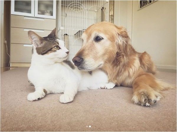 犬と猫が一緒に住むということ