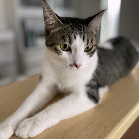 目をそらすサバトラ