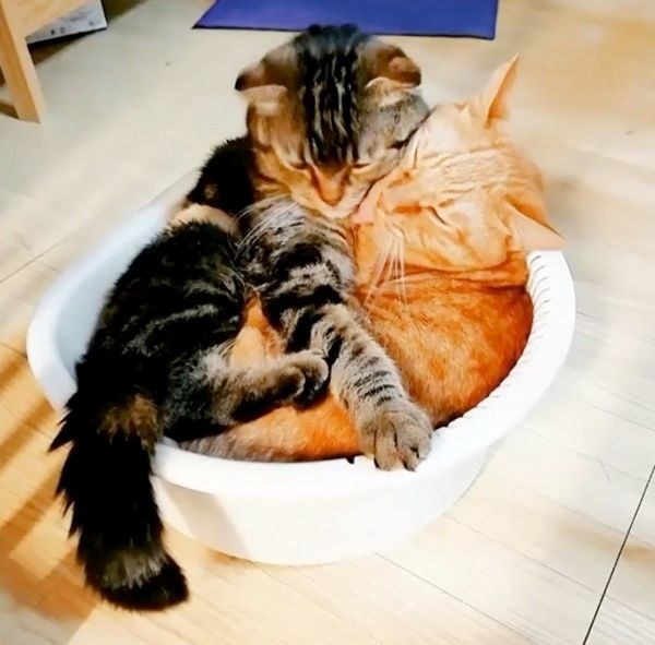 まったりする猫