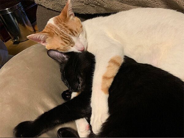 ヴェルちゃんとアールくん