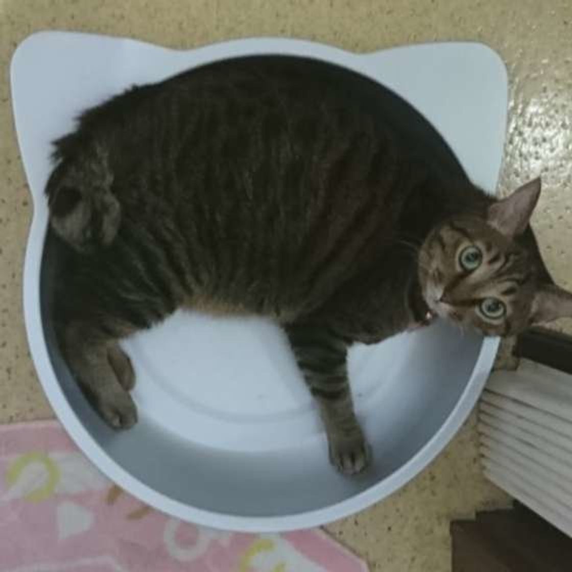 月年齢別 猫の適正体重早見表 何kgから肥満 測定方法から予防まで解説 ねこのきもちweb Magazine 月年齢別 猫の適正体重早見表 何kgから肥満 測定方法から予防まで解説 ねこのきもちweb Magazine