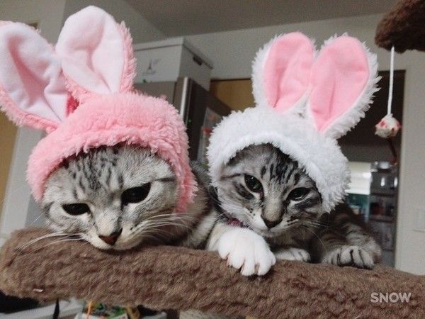 マンチカンのめんまちゃんたち