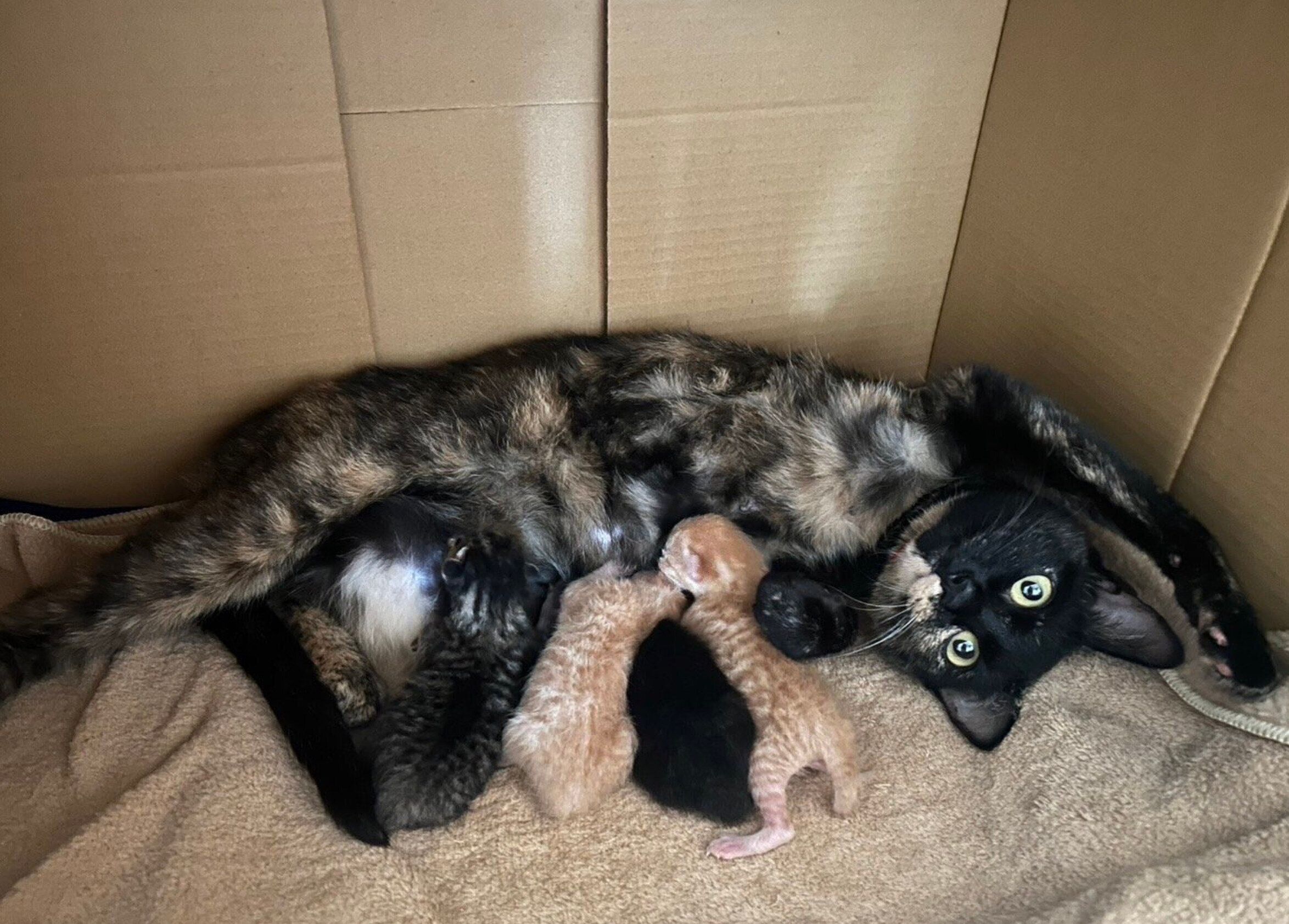 母猫・ゴンちゃんと、生まれた子猫たち