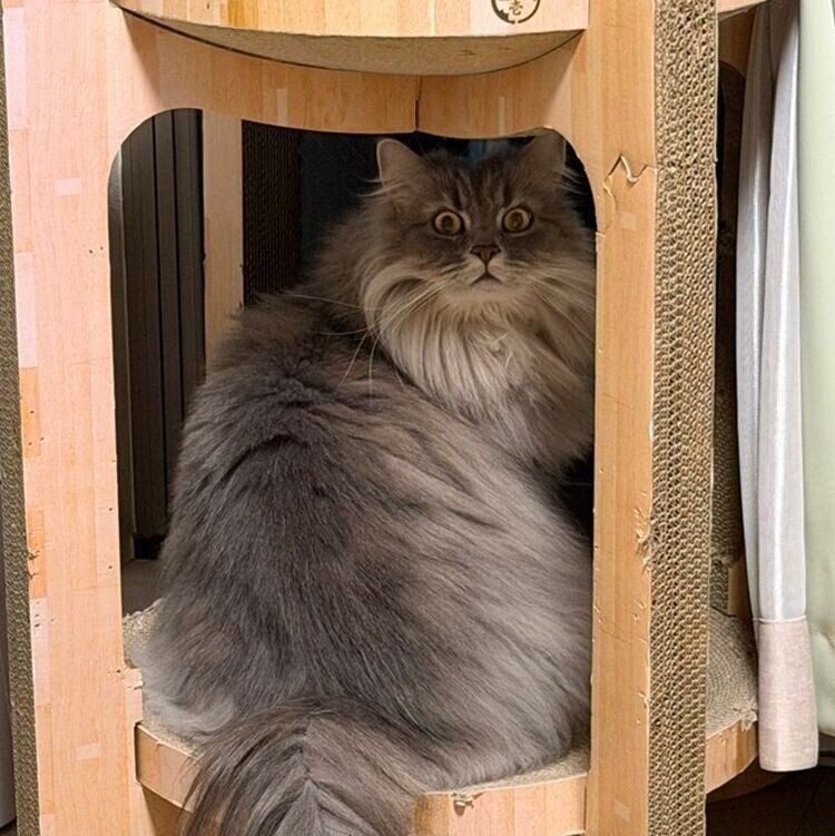 飼い主さんに名前を呼ばれたレムくん