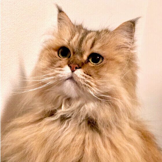 ペルシャのFa Faちゃん