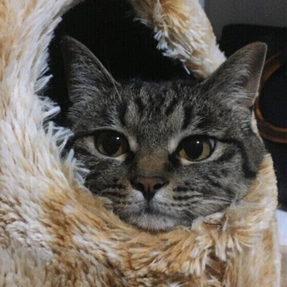 雷が怖くて顔だけ出す猫