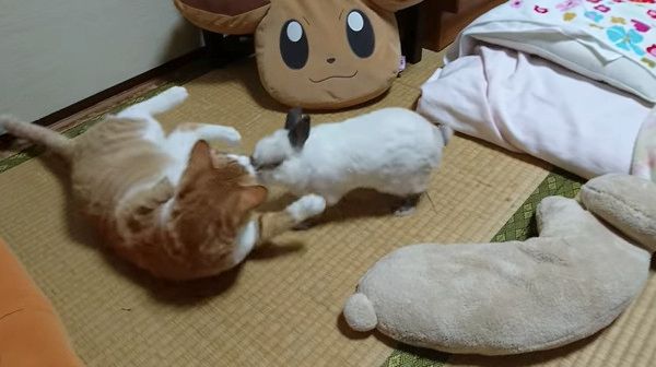 猫に怒るウサギ